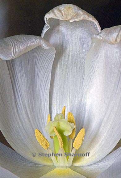 white tulip 1 graphic